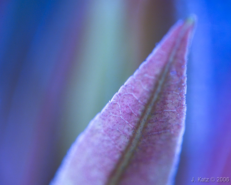 Leaf Purple 